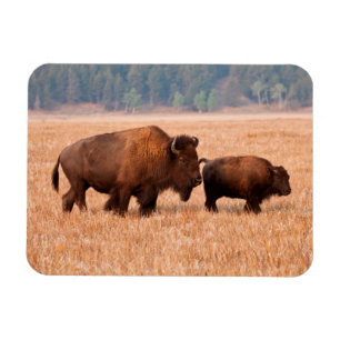 Kuh und Kalb (Bison Bison) Magnet