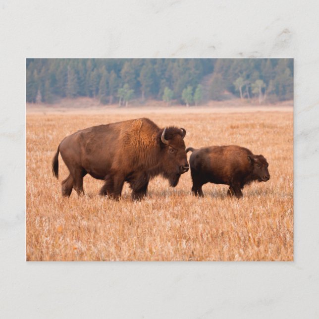 Kuh und Kalb (Bison Bison) Postkarte (Vorderseite)
