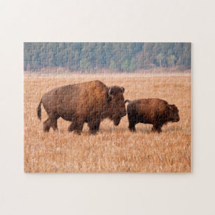 Kuh und Kalb (Bison Bison) Puzzle