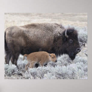 Kuh und Kalb Bison, Yellowstone Poster