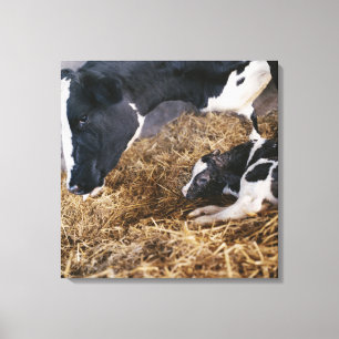 Kuh und Kalb im Heu Leinwanddruck