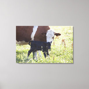 Kuh und Kalb Leinwanddruck