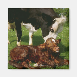Kuh und neugeborenes Kalb Magnet