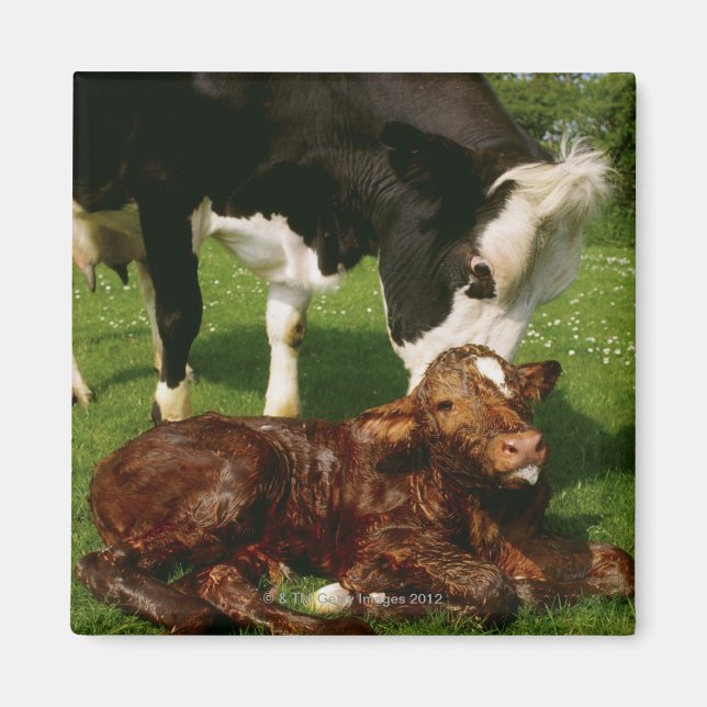 Kuh und neugeborenes Kalb Magnet (Vorne)