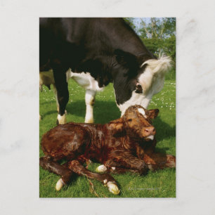 Kuh und neugeborenes Kalb Postkarte