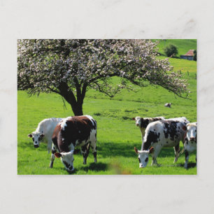 Kuh unter blühenden Apfelbäumen in der Normandie Postkarte