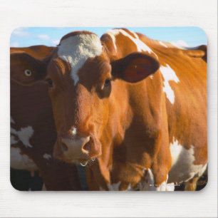 Kühe auf Bauernhof Mousepad