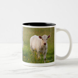 Kühe auf dem Gebiet Zweifarbige Tasse