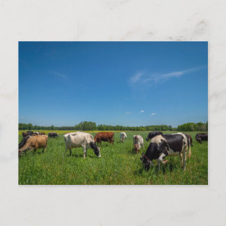 Kühe auf einem Feld Postkarte