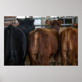 Kühe aus dem hinteren Plakat