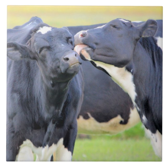 Kühe besten Freunde kisses Tile Fliese (Vorderseite)