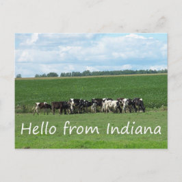 Kühe der Postkarte Indiana