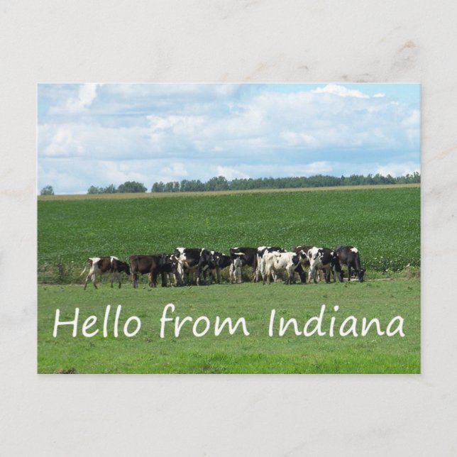 Kühe der Postkarte Indiana (Vorderseite)