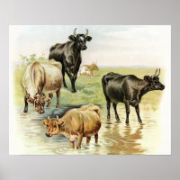 Kühe der Vintagen Art
