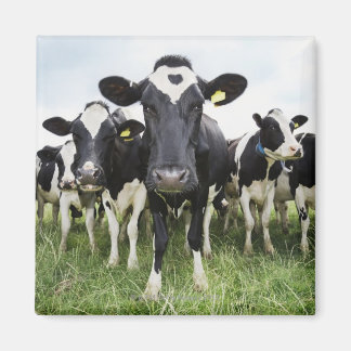 Kühe, die hintereinander stehend sind und die Kame Magnet