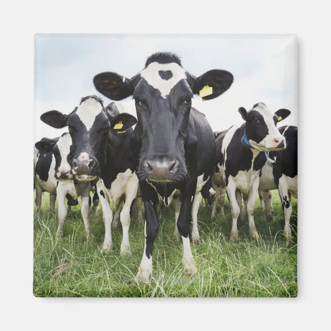 Kühe, die hintereinander stehend sind und die Kame Magnet (Vorne)