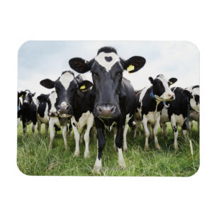 Kühe, die hintereinander stehend sind und die Kame Magnet