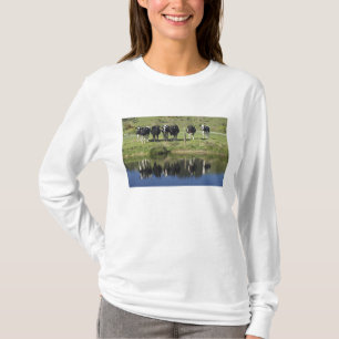 Kühe, die im Kanal, Henley, Taieri Schlicht, T-Shirt