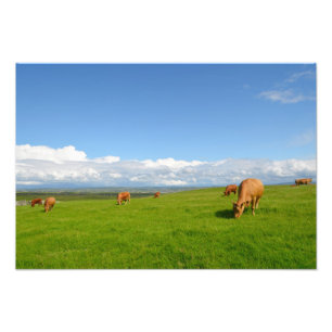 Kühe grasen auf einer Wiese in Irland Fotodruck