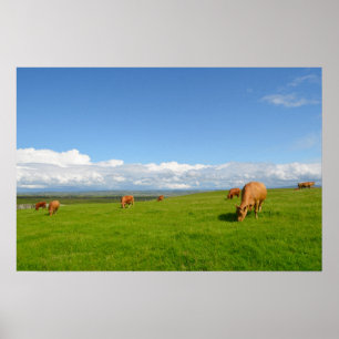 Kühe grasen auf einer Wiese in Irland Poster