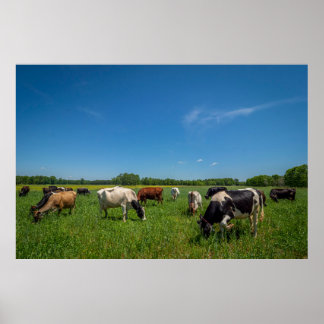 Kühe grasen bei Nice Farms Creamery Poster