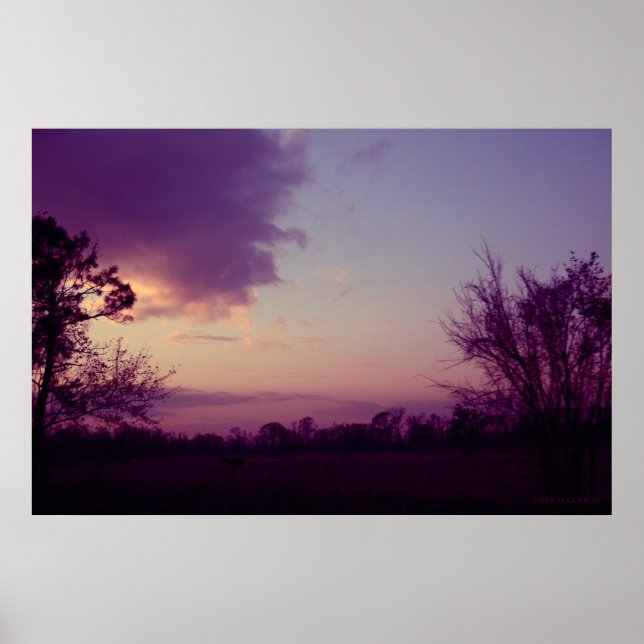 Kühe im Feld Poster (Vorne)