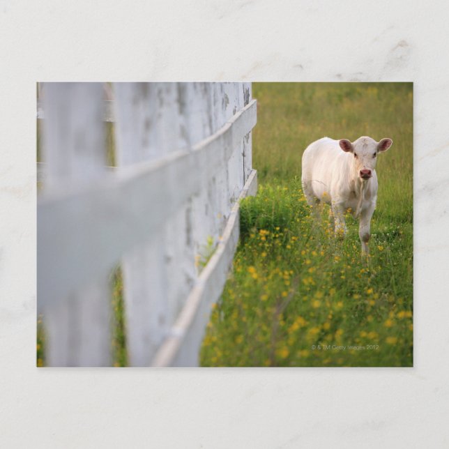 Kühe im Feld Postkarte (Vorderseite)