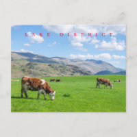 Kühe im Lake District weiden Postkarte
