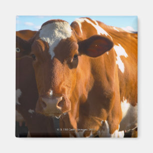 Kühe im landwirtschaftlichen Betrieb Magnet