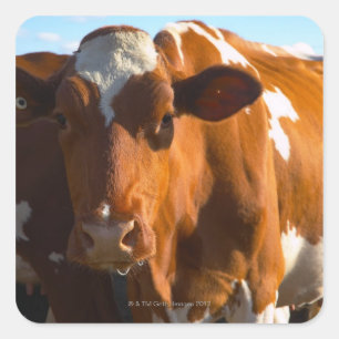 Kühe im landwirtschaftlichen Betrieb Quadratischer Aufkleber