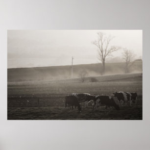Kühe im nebeligen Kunstdruck Poster