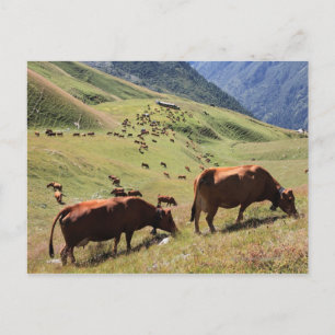 Kühe im Tarentaise-Tal - Rasse Postkarte