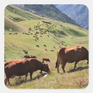 Kühe im Tarentaise-Tal - Rasse Quadratischer Aufkleber