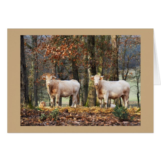 Kühe im Waldland, Frankreich (Vorderseite (Horizontal))