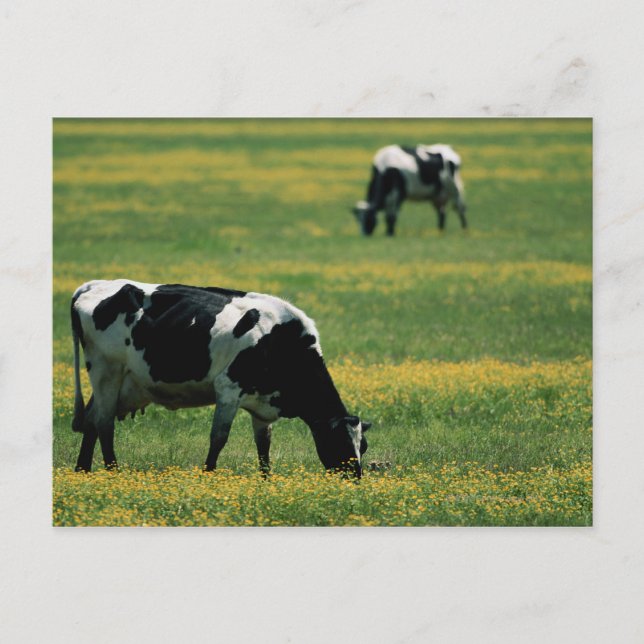 Kühe in Blume Postkarte (Vorderseite)