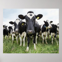 Kühe in einer Reihe