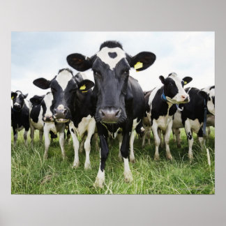 Kühe in einer Reihe Poster