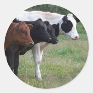 Kühe in einer Reihe Runder Aufkleber