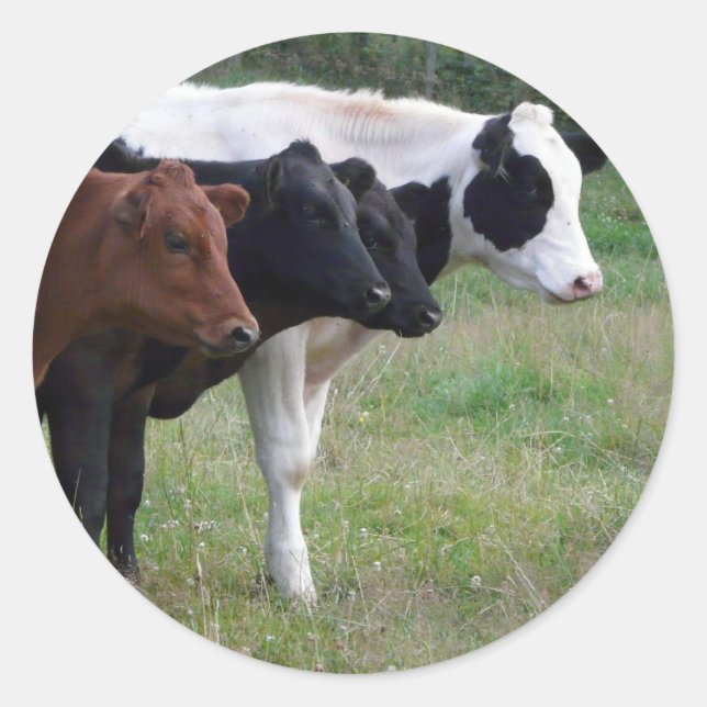 Kühe in einer Reihe Runder Aufkleber (Vorderseite)