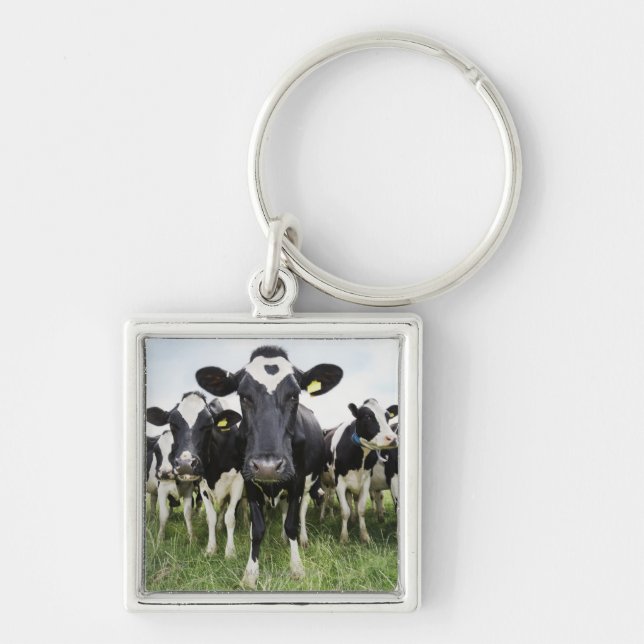 Kühe in Folge Schlüsselanhänger (Vorne)