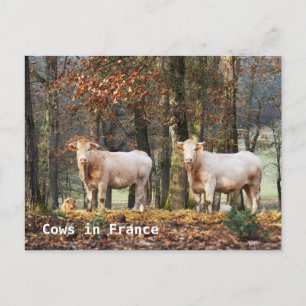 Kühe in Frankreich Postkarte