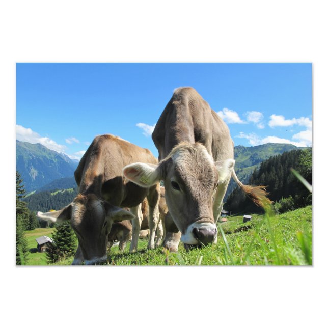 Kühe in Österreich Fotodruck (Vorne)