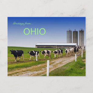 Kühe in Row Rural Ohio Postkarte