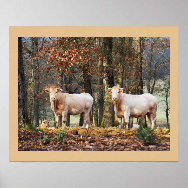Kühe in Wald, Frankreich Poster (Vorne)