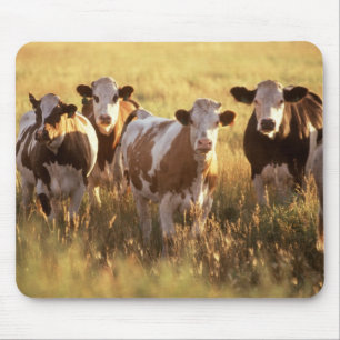 Kühe Mousepad