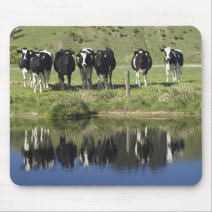 Kühe spiegeln sich im Kanal, Henley, Taieri-Ebene, Mousepad