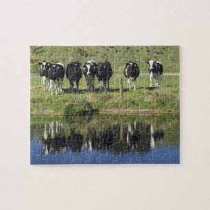 Kühe spiegeln sich im Kanal, Henley, Taieri-Ebene, Puzzle