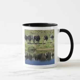 Kühe spiegeln sich im Kanal, Henley, Taieri-Ebene, Tasse