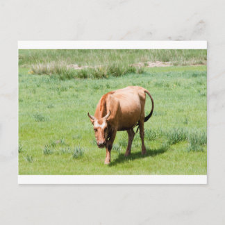 Kühe und Bullen Postkarte