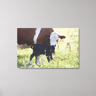 Kühe und Kalb Leinwanddruck